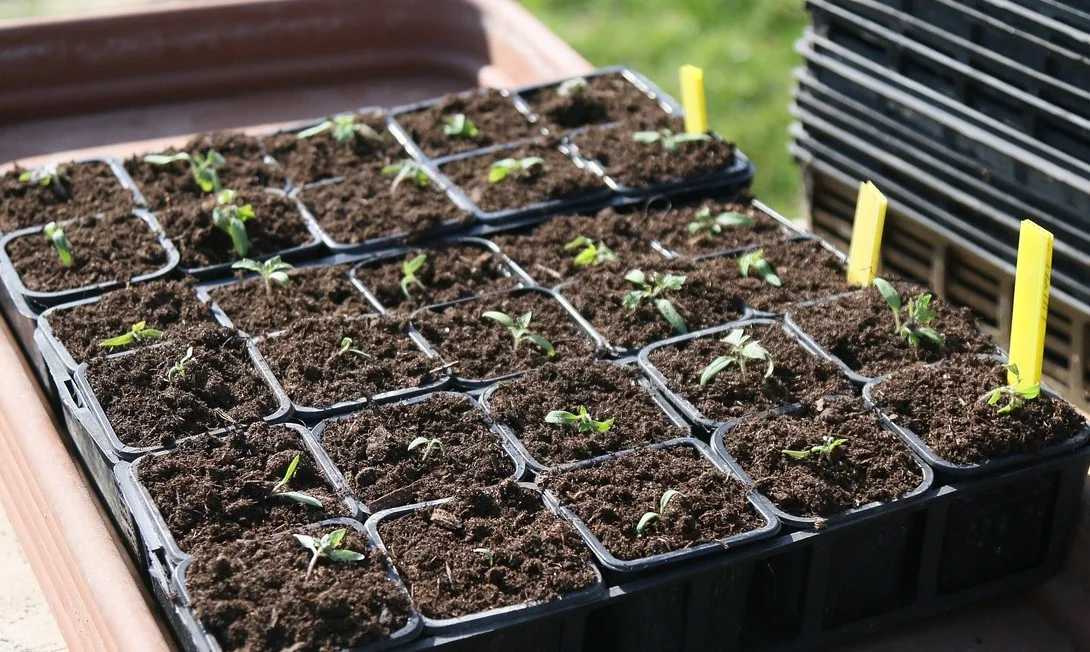 You are currently viewing Jardin en mars, que faire pour l’arrivée du printemps