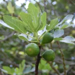 Cultiver le figuier et la figue en pot