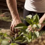 Permaculture en bac : le guide pratique