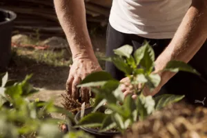 Lire la suite à propos de l’article Permaculture en bac : le guide pratique