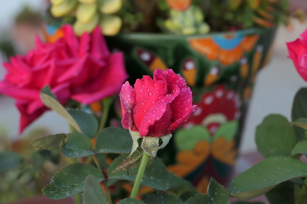 You are currently viewing Planter des rosiers en pot, le tuto qui dit tout