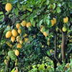 Le guide du citronnier : astuces et conseils