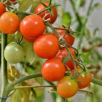 Tomates en grappe , conseils et astuces