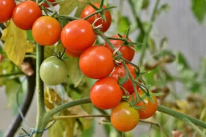 Lire la suite à propos de l’article Tomates en grappe , conseils et astuces