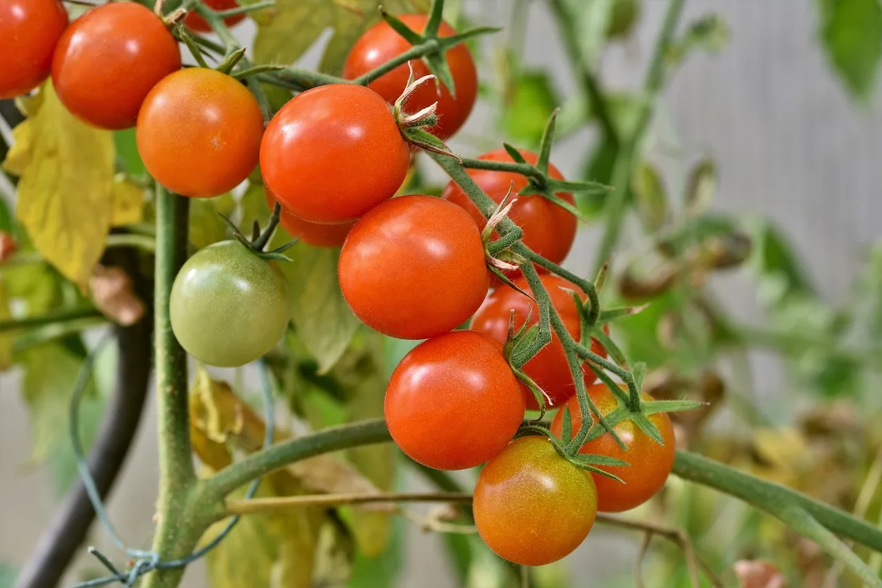 You are currently viewing Tomates en grappe , conseils et astuces