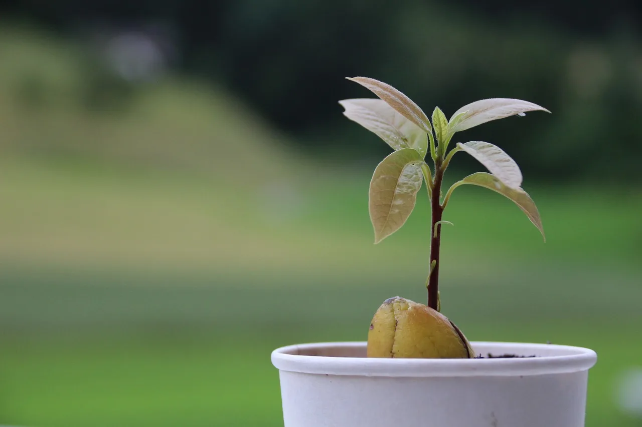 You are currently viewing Comment planter et entretenir un avocat en pot