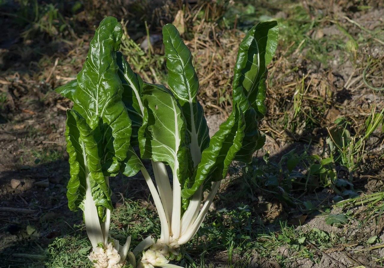 You are currently viewing Blette, un légume chargé de bienfaits