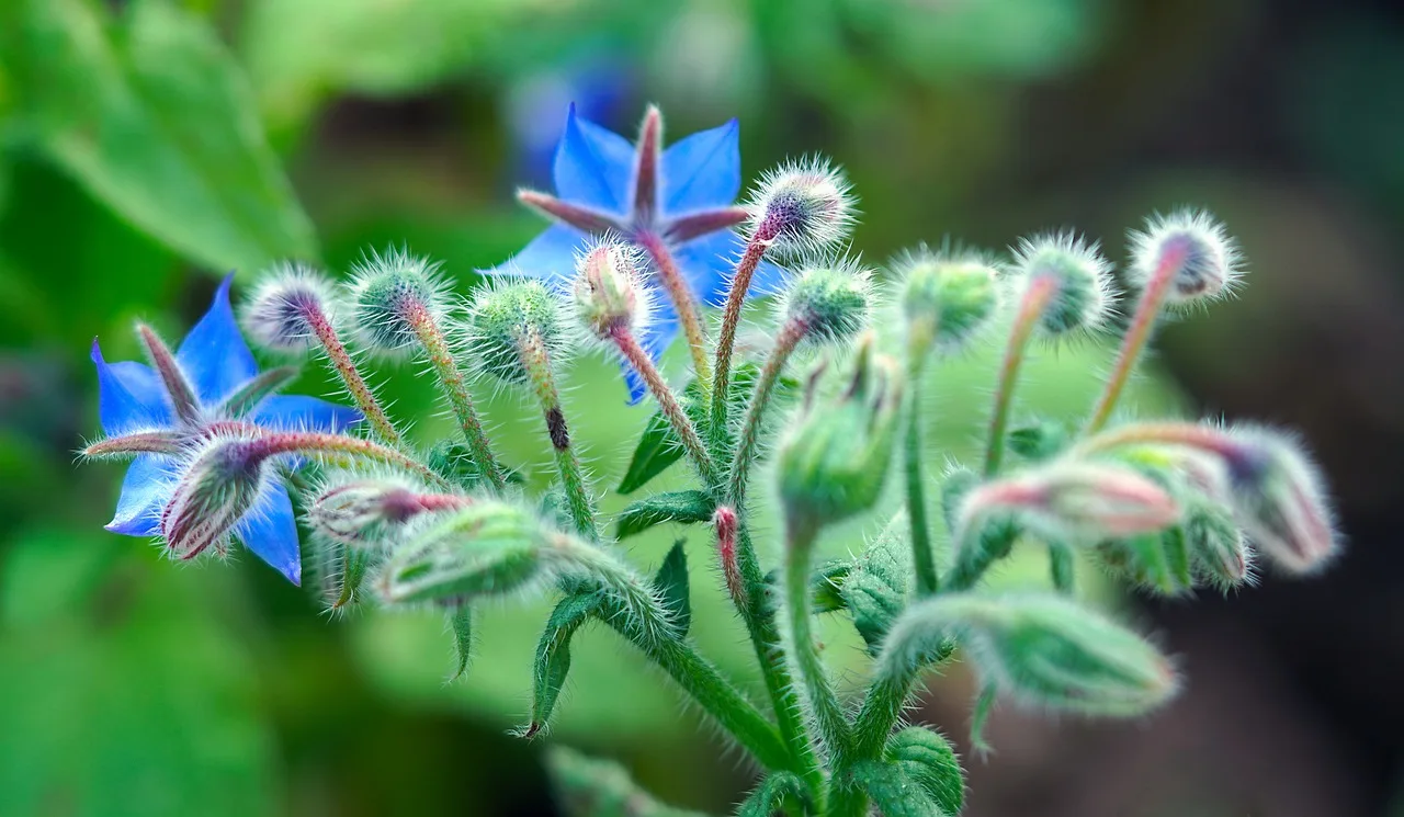 You are currently viewing Bourrache officinale : plantation, utilisation et bienfaits