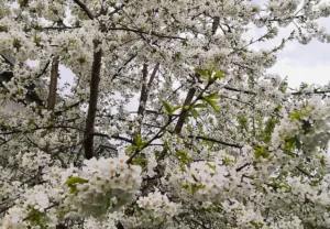 Lire la suite à propos de l’article Cerisiers : une floraison spectaculaire à protéger