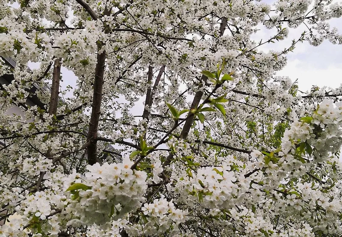 You are currently viewing Cerisiers : une floraison spectaculaire à protéger