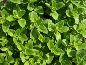 Lire la suite à propos de l’article Origan : tout savoir sur cette plante aromatique