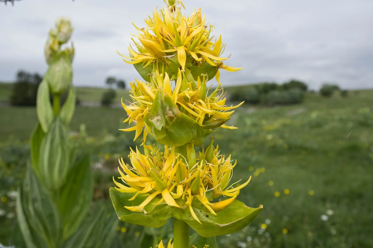 You are currently viewing La gentiane, une belle plante avec des bienfaits