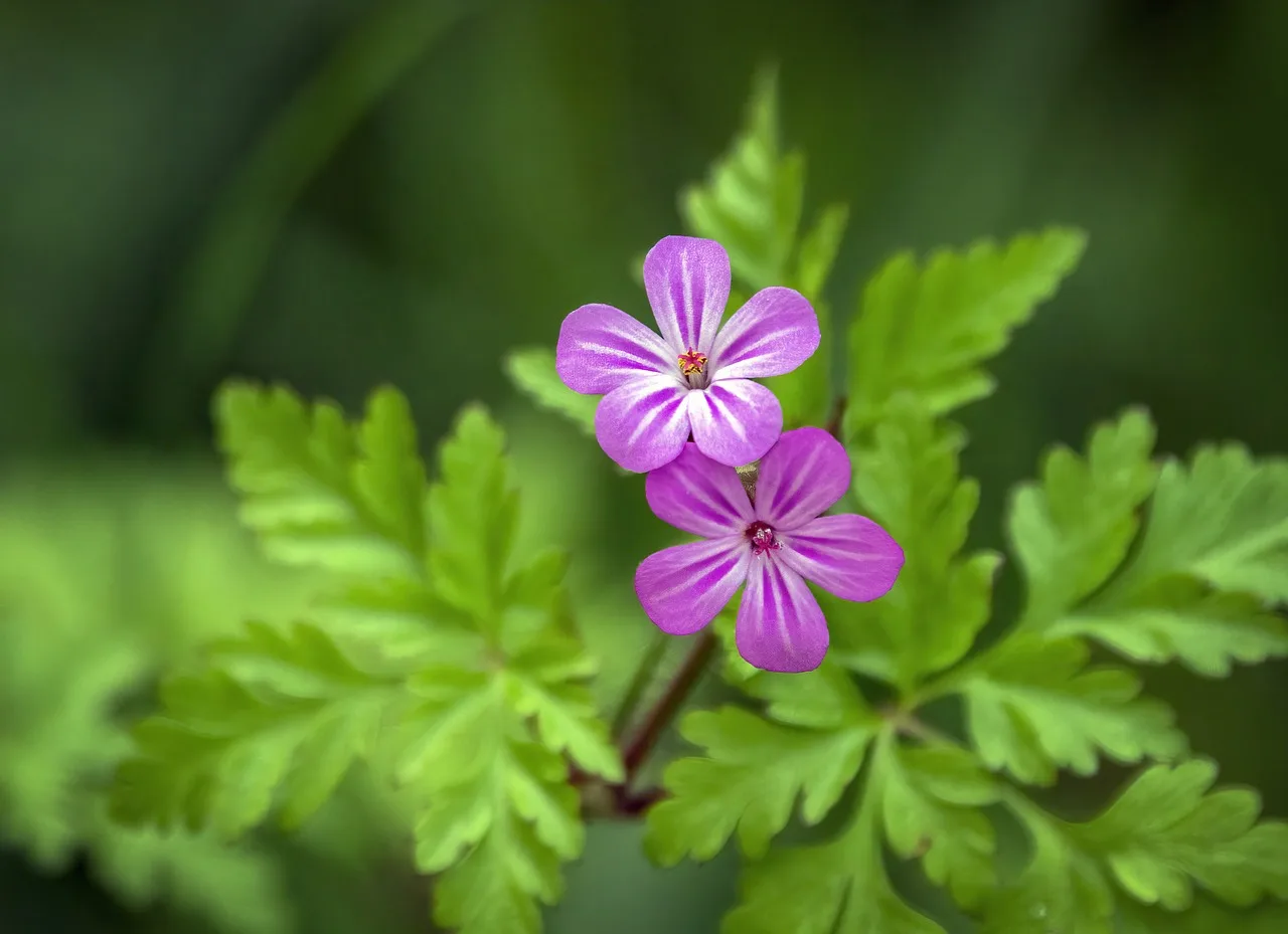 You are currently viewing Géranium herbe à Robert, le guide