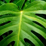 La Monstera, une plante facile d’entretien