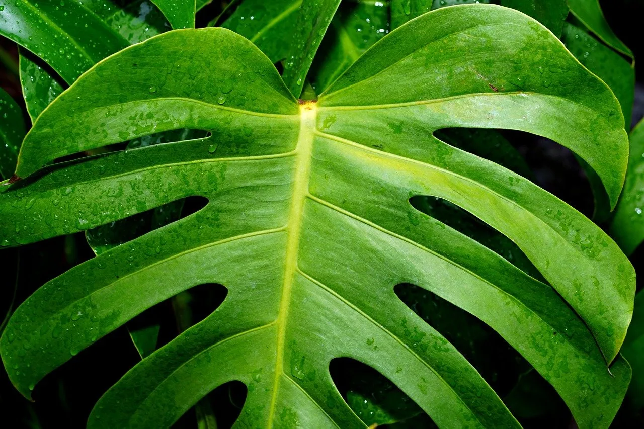 You are currently viewing La Monstera, une plante facile d’entretien