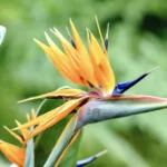 Oiseaux du paradis : une fleur exceptionnelle