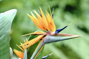 Lire la suite à propos de l’article Oiseaux du paradis : une fleur exceptionnelle