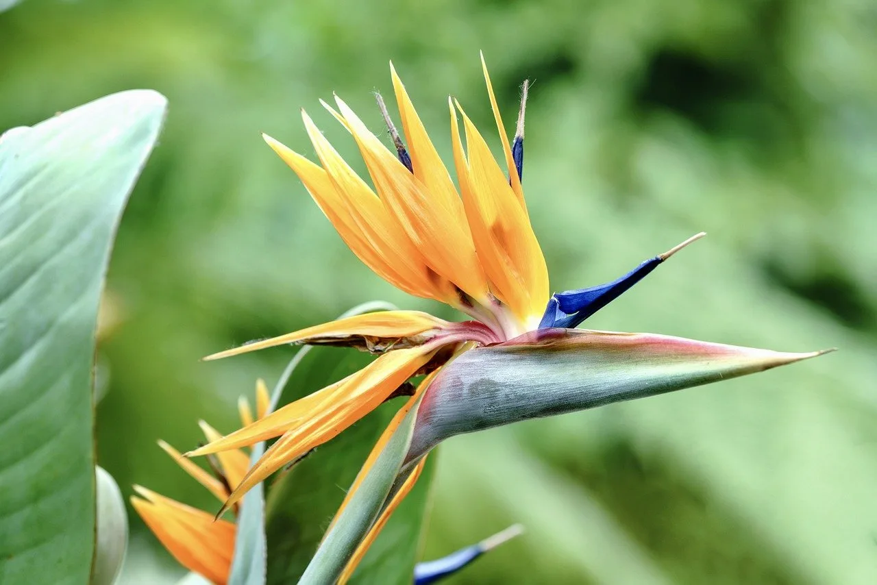 You are currently viewing Oiseaux du paradis : une fleur exceptionnelle