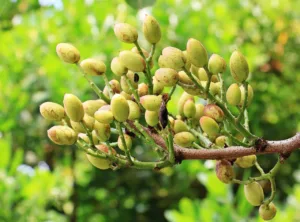 Lire la suite à propos de l’article Le pistachier, l’arbre à pistaches robuste et résistant