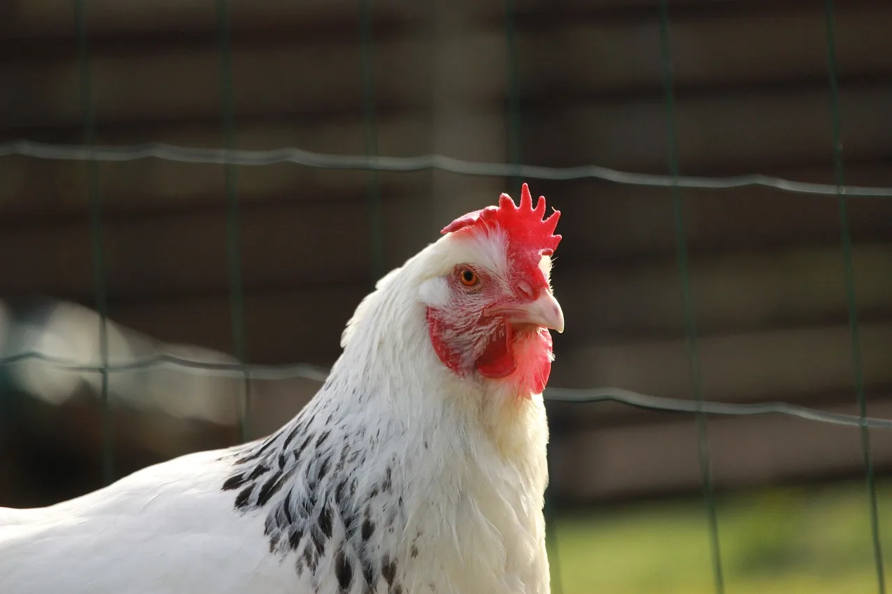 You are currently viewing Poules pondeuses Sussex, le guide