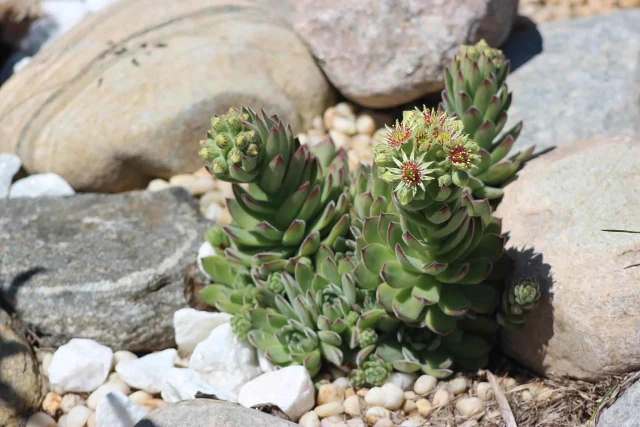 You are currently viewing Succulentes : entretien, culture et variétés