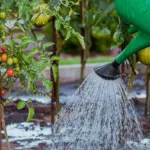 Tomate : quand et comment arroser sans erreurs