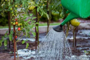 Lire la suite à propos de l’article Tomate : quand et comment arroser sans erreurs