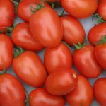 Tomates Roma : guide complet et conseils pratiques