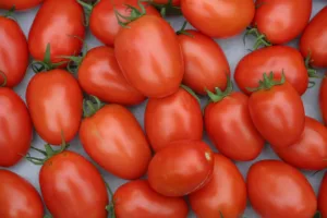 Lire la suite à propos de l’article Tomates Roma : guide complet et conseils pratiques