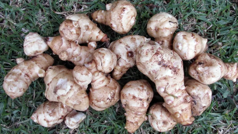 culture des topinambours, des légumes racines