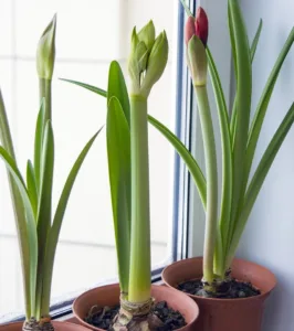 Lire la suite à propos de l’article Le guide pratique de l’amaryllis en pot