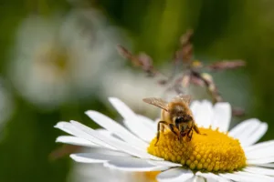 Lire la suite à propos de l’article Un jardin très accueillant grâce aux plantes mellifères vivaces