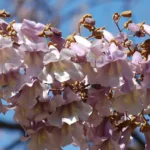 Paulownia : tout savoir sur cet arbre à la croissance record