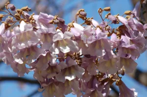 Lire la suite à propos de l’article Paulownia : tout savoir sur cet arbre à la croissance record