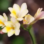 Comment cultiver de freesias en fleur au jardin