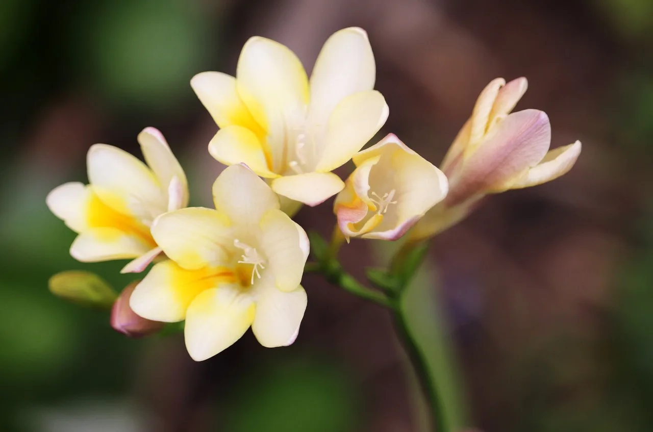 You are currently viewing Comment cultiver de freesias en fleur au jardin