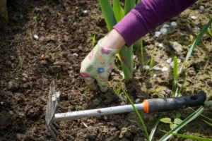 Lire la suite à propos de l’article Guide pratique : désherber votre potager efficacement