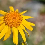 Guide pratique pour cultiver l’arnica, plante à bienfaits