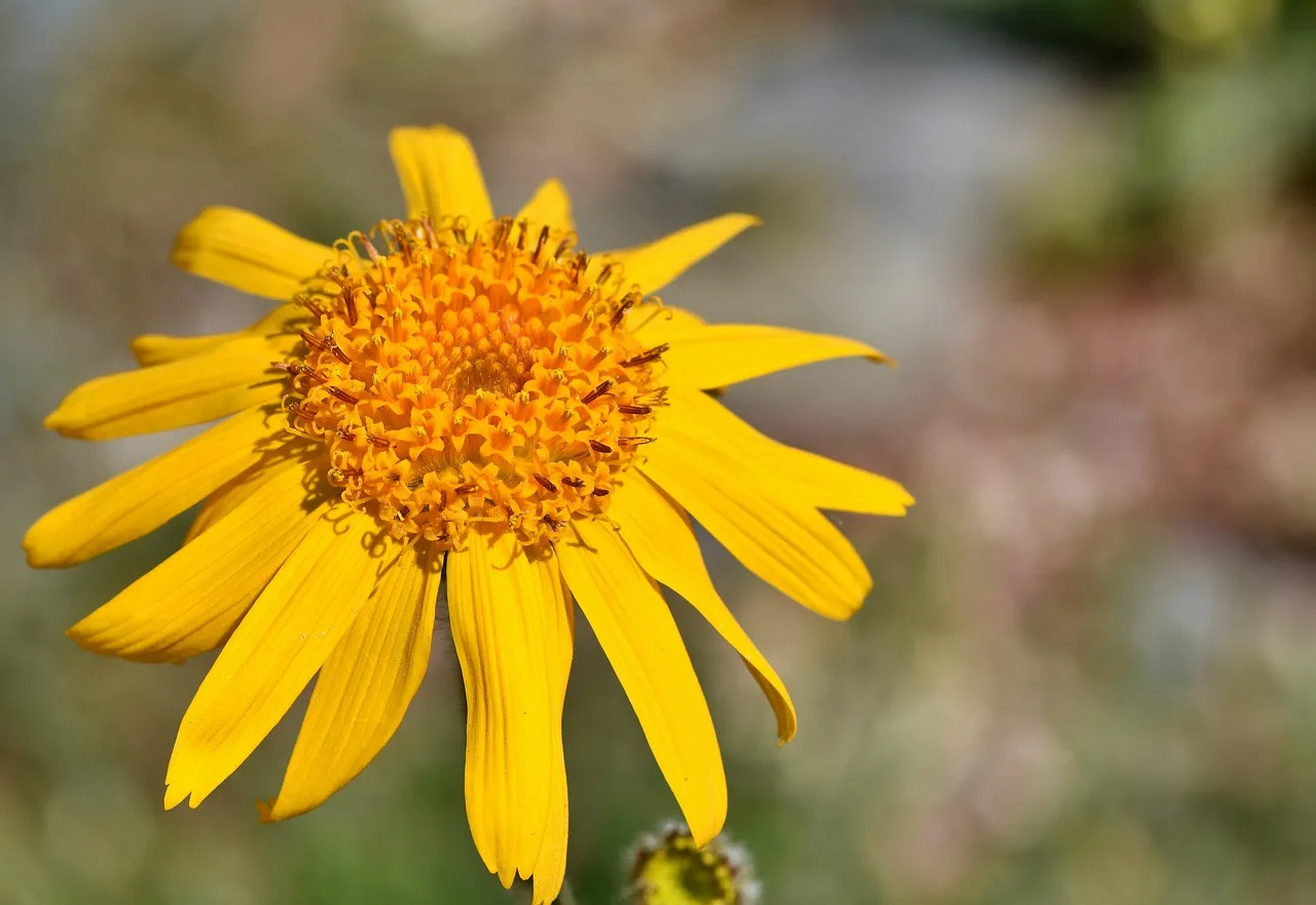 You are currently viewing Tout savoir sur les bienfaits de l’arnica