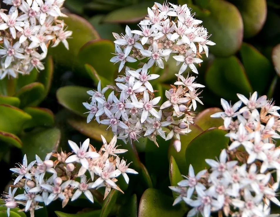 You are currently viewing Tout savoir sur l’arbre de Jade et ses fleurs