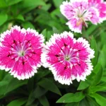 Le Dianthus, fleur colorée et parfum délicat