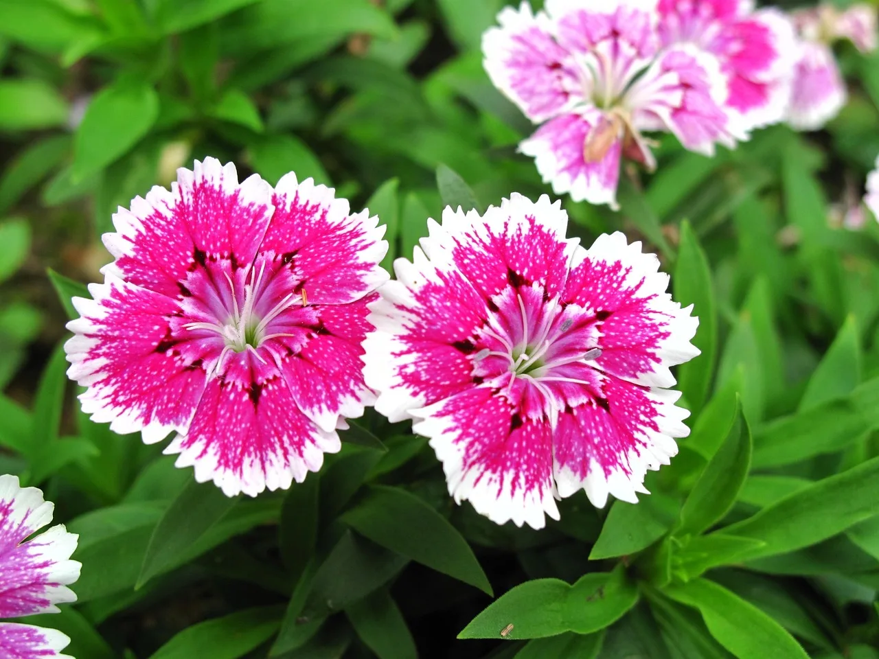 You are currently viewing Le Dianthus, fleur colorée et parfum délicat