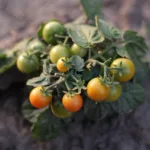 Semer la tomate cerise : guide pratique