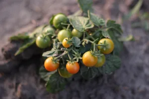 Lire la suite à propos de l’article Semer la tomate cerise : guide pratique