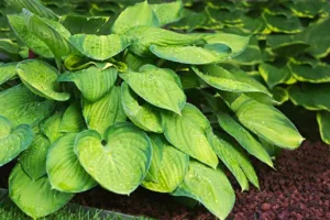 Lire la suite à propos de l’article Plantation des hostas, étape par étape