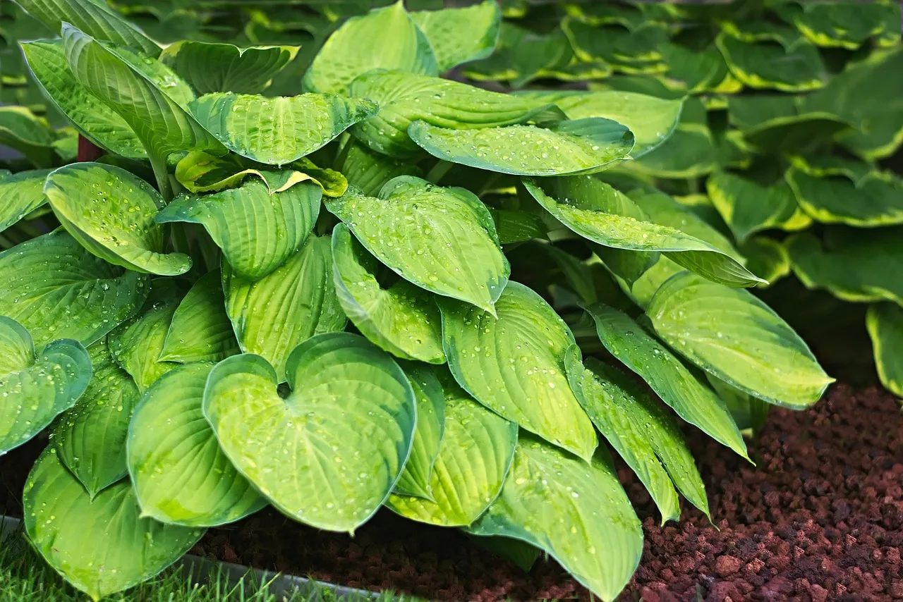 You are currently viewing Plantation des hostas, étape par étape