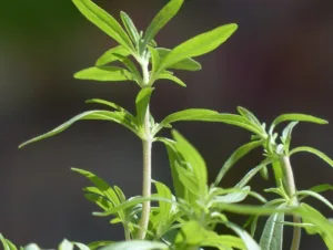 Lire la suite à propos de l’article Guide pratique de la sarriette, une plante aromatique