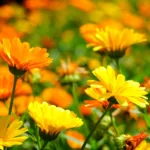 Guide pratique du souci et de sa fleur annuelle au jardin