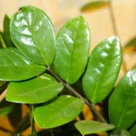 Guide sur l’entretien de la Zamioculcas zamiifolia