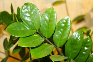 Lire la suite à propos de l’article Guide sur l’entretien de la Zamioculcas zamiifolia